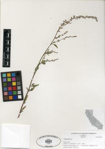 Herbarium Sheet of 